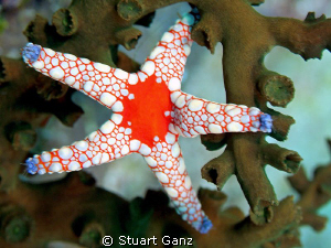 Star by Stuart Ganz 